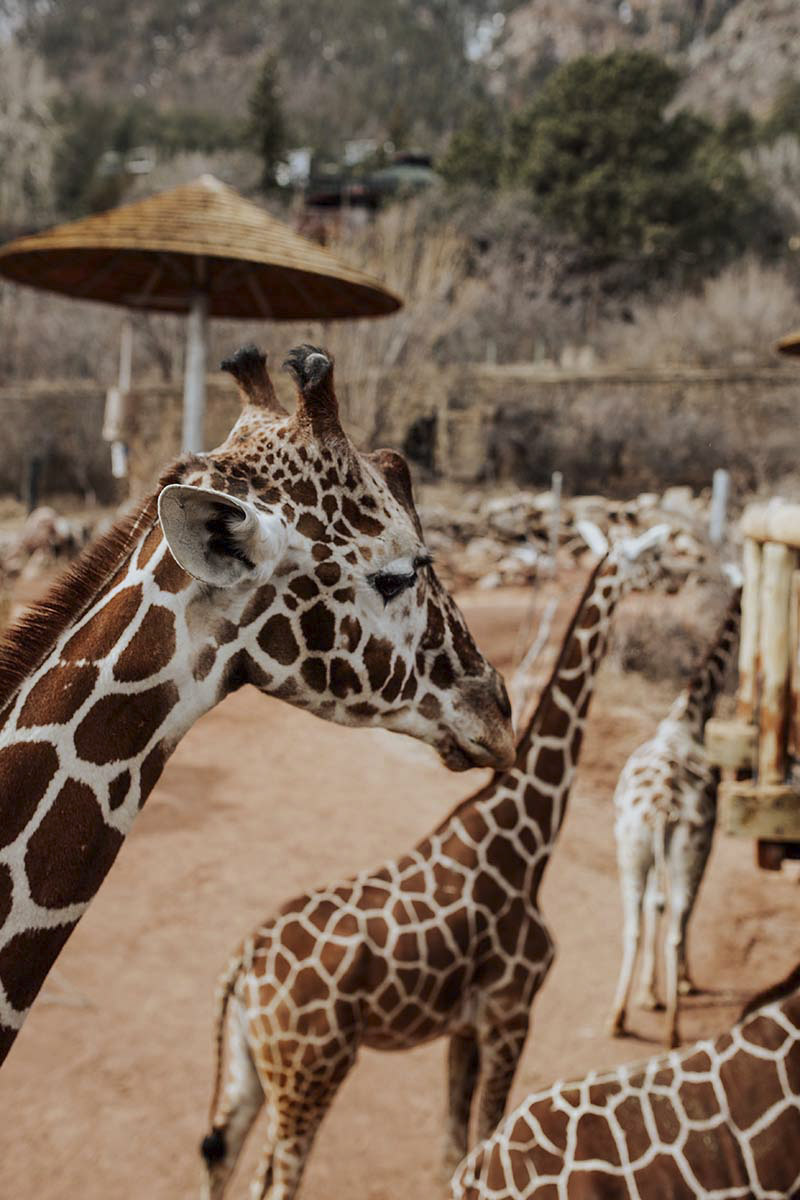 Giraffes at the zoo